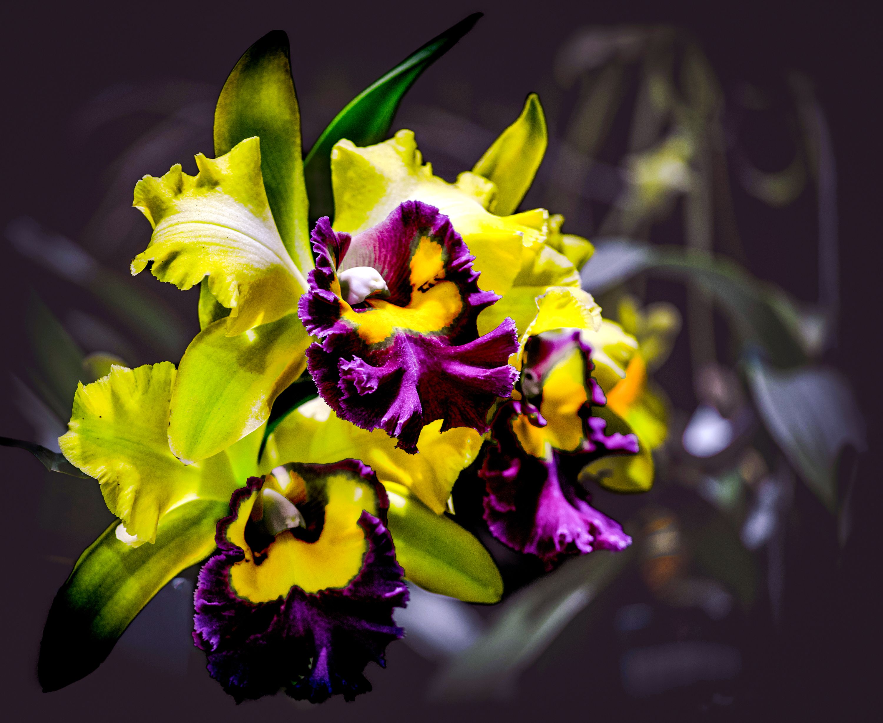 Cattleya, Medellín